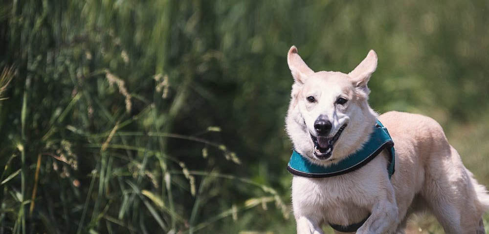 How To Calm an Anxious Dog During Vet & Groomer Visits, Fireworks, or Thunderstorms?