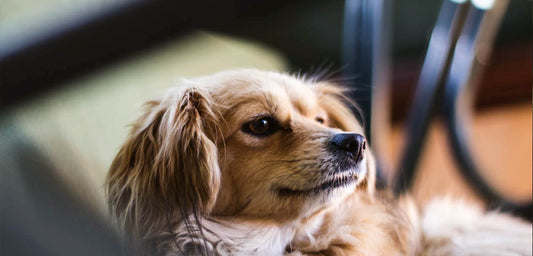 Should I Give My Dog a Daily Multivitamin?