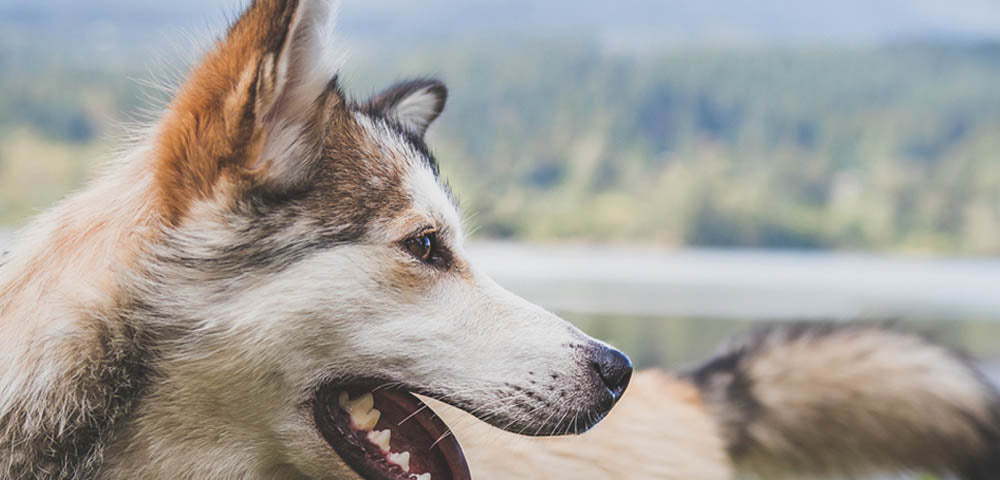 Health & Nutrition Tips for Senior Dogs