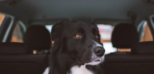 6 Smart Tips for Traveling with Your Dog